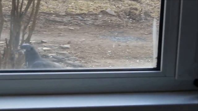 Почему кошки боятся расставаться? смотреть онлайн