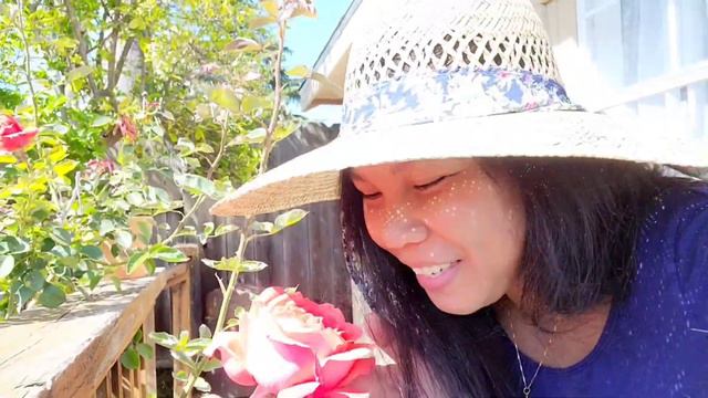 Pinay sa 🇺🇲: Tropicana Orange Rose Hybrid Tea смотреть онлайн