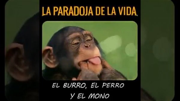 "La Paradoja de la Vida" | El Burro, el Perro y el Mono