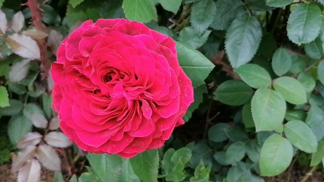 Розы Софи Лорен (Sophia Loren) и Блэк Мэджик (Black Magic) чайно-гибридные - сравнение цвета. смотреть онлайн