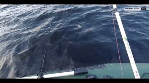 Ловля сома на квок на реке Волге в Чувашской Республике (рыбалка на сома с лодки)