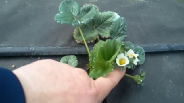 Земляника Кабрилло,Ада, Мальга,Фурор, в теплице на конец марта! смотреть онлайн