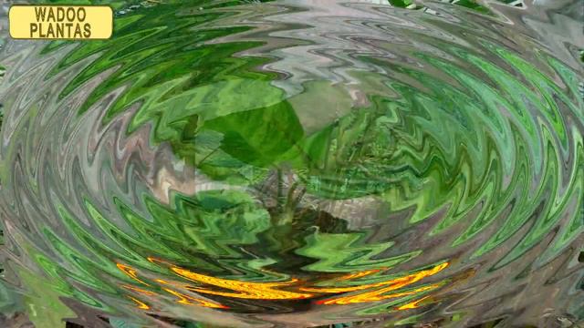 14 TIPOS DE CTENANTHE смотреть онлайн