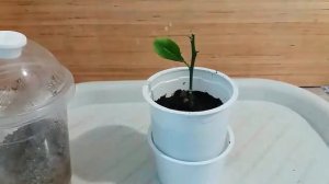 Результат укоренения ЛУНАРИО подарок от ТАТЬЯНЫ КУЗЬМУК (Домик  для цитрусов)