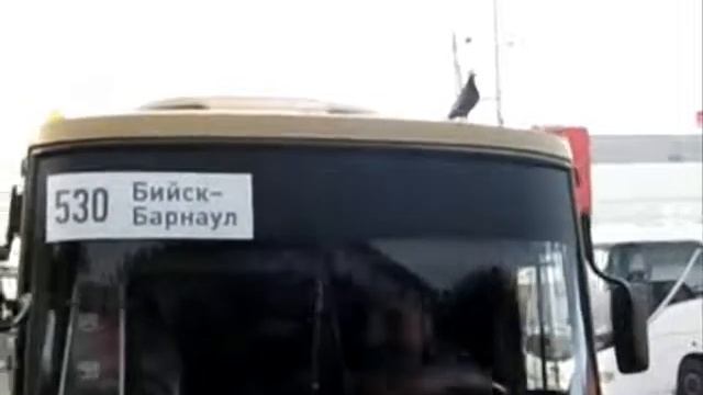 Алтайский край. Барнаул. Голубь путешествует. Отправление с автовокзала смотреть онлайн