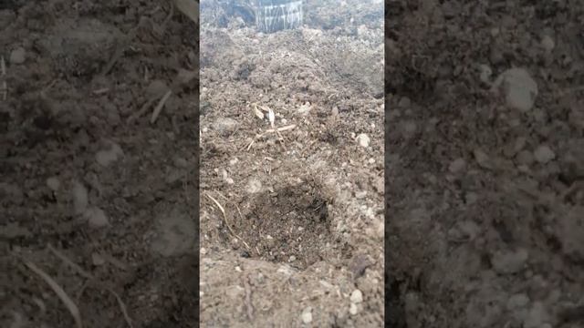 Пересадка рассады перца в теплицу смотреть онлайн