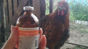 Как повысить яиценоскость кур//АСД 2 зачем курам и как правило давать.