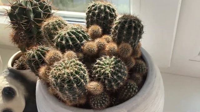 КАКТУС ЗАЦВЕЛ ВПЕРВЫЕ ЗА 8 ЛЕТ! смотреть онлайн