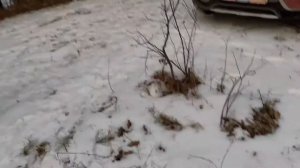 Легкий оффроад на ауди Q3