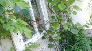 Киви сорт Хейворд. Цветение. Кропивницкий. Украина