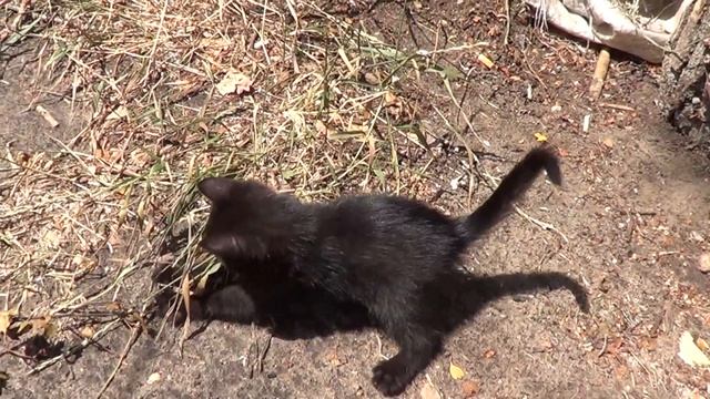 Коты и котята. Водяная выдра и красивый закат.Cats and kittens смотреть онлайн