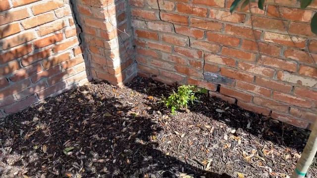 Planting Agave in Urns || Dallas, TX || Gardening смотреть онлайн