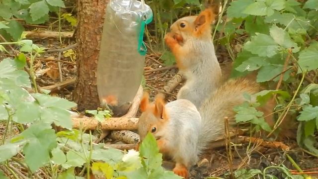 Белки в парке. Два серых бельчонка. Парк "Зелёный Остров" смотреть онлайн