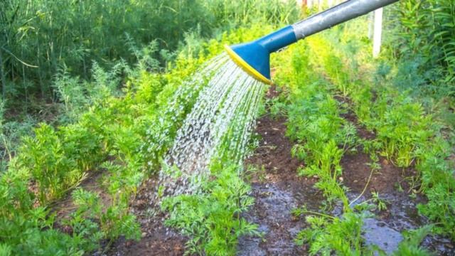 Сеем МОРКОВЬ правильно. Правила выращивания МОРКОВИ. Морковь будет крупная и здоровая! смотреть онлайн