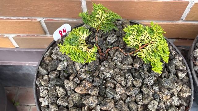 БОНСАЙ ИЗ КИПАРИСОВИКА ГОРОХОПЛОДНОГО “HIME SAWARA” (7)