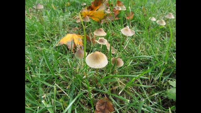 Conocybe apala смотреть онлайн