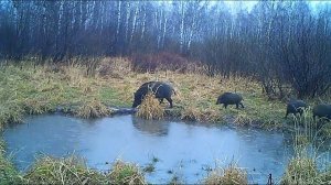 "Координаты: Алтай" - Тигирекский заповедник (Бийское телевидение)