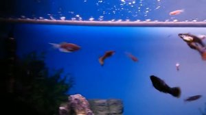 Флейта в аквариум.