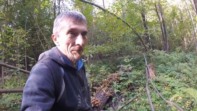 Опята пошли!Центральная полоса,России. смотреть онлайн