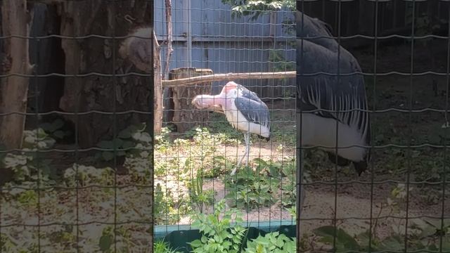 Птица Марабу смотреть онлайн