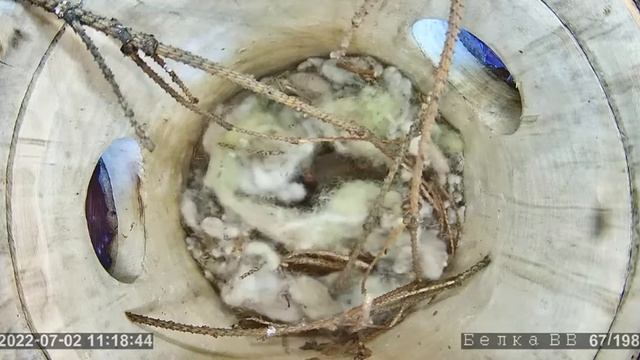 Пока не понятно-гнездо белки или двух белок и очень маленькие бельчата.Через неделю уточним#Калуга смотреть онлайн