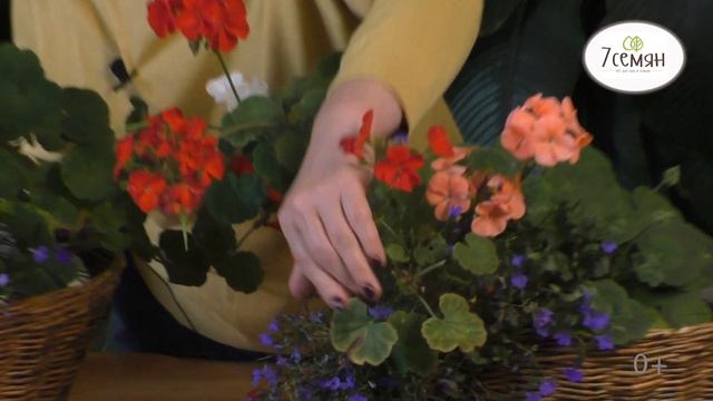 ГОТОВИМ ПЕЛАРГОНИЮ К ЗИМОВКЕ!!! смотреть онлайн