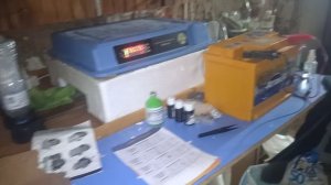 брама светлая, двадцать первый день. инкубации в инкубаторе. ряба 64.