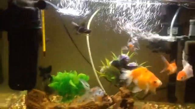 Уход за аквариумными рыбками для начинающих смотреть онлайн