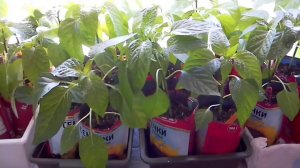 Рассада  перца заболела? Что такое оэдема?