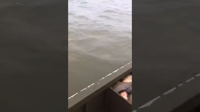 Мощная рыбалка 🎣 👍🏼 смотреть онлайн
