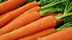 5 секретов хорошего урожая моркови, как вырастить морковь, удобрение, подкормка, посадка, морковка