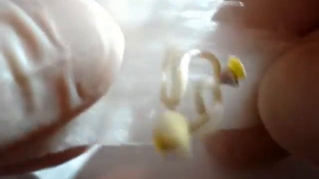 росток врос в ватный диск, что делать смотреть онлайн