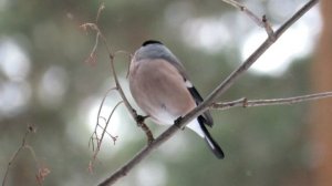 Снегирь  Как отличается самец от самки? Bullfinch
