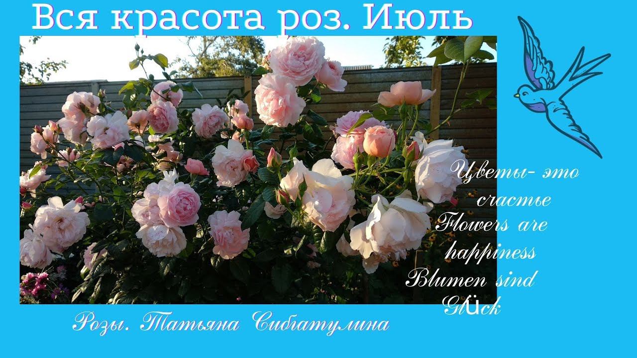 Розы. Красивые розы моего сада. Июль. смотреть онлайн