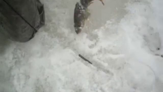 Окунь на жерлицу.