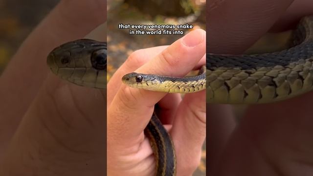 How to tell if a #snake is #venomous? ? смотреть онлайн