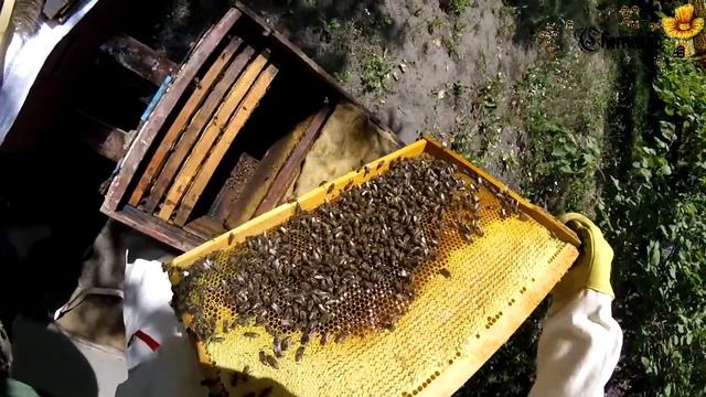 20180804 Откачали мёд. Пасека с нуля. Видео дневник начинающего пчеловода... смотреть онлайн