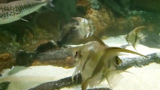 Крупные рыбы Южной Америки.Арована,арапайма,краснохвостый сом,свинорылая черепаха, ядовитые лягушки смотреть онлайн