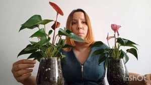 ПОЧЕМУ НЕ цветёт Антуриум?