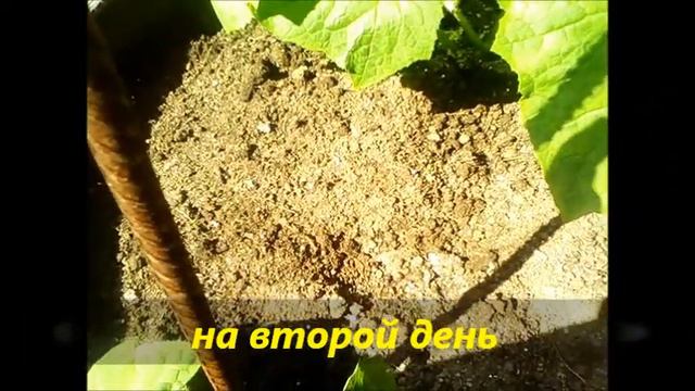 Изгнание муравейников смотреть онлайн