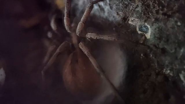 Паук-волк Hogna radiata плетёт кокон смотреть онлайн