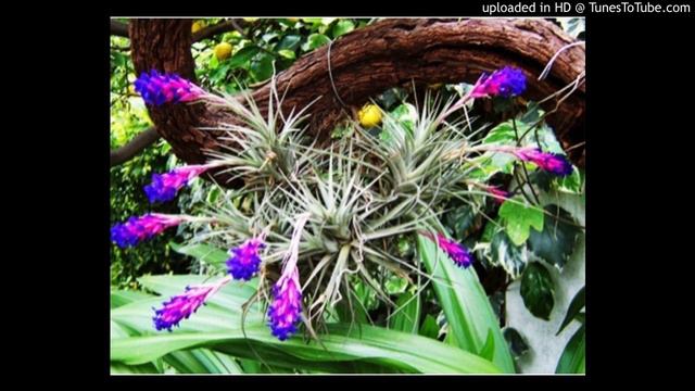 Today's Tango Is... Clavel del Aire - Carlos Gardel 19-09-1930 смотреть онлайн