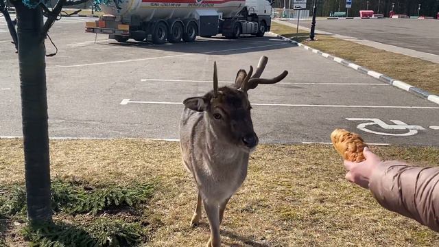 Олень 🦌 на Заправке в Бегомле ! Случай на заправке! Шок! Невероятно! смотреть онлайн