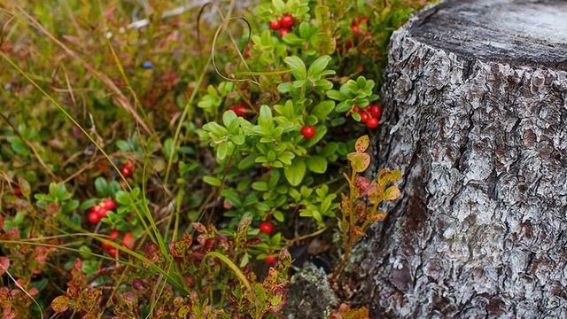 Скорее соберите эти целебные травы в апреле! Вы забудете что значит болеть! Полезные травы апреля!