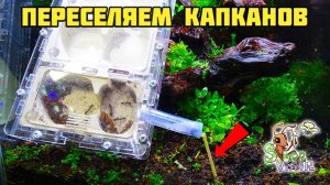 Заселение капканов в природный формикарий ● Odontomachus bauri