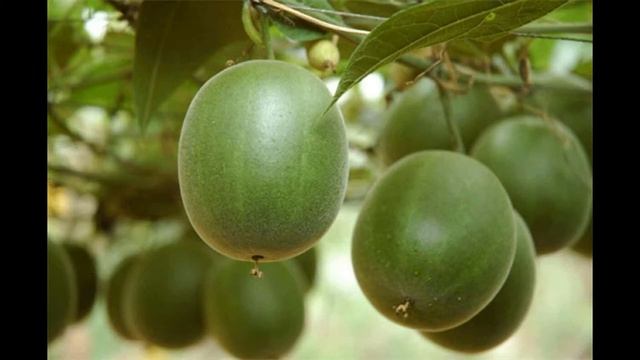 АРХАТ В 300 СЛАЩЕ САХАРА смотреть онлайн