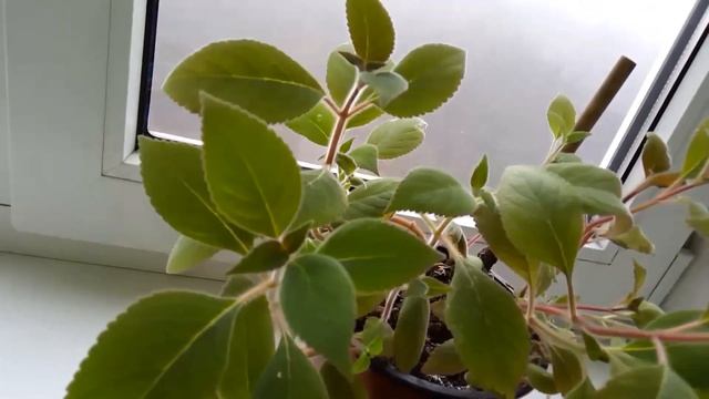 Колерия уход в домашних условиях. Можно ли дома держать это растение? смотреть онлайн