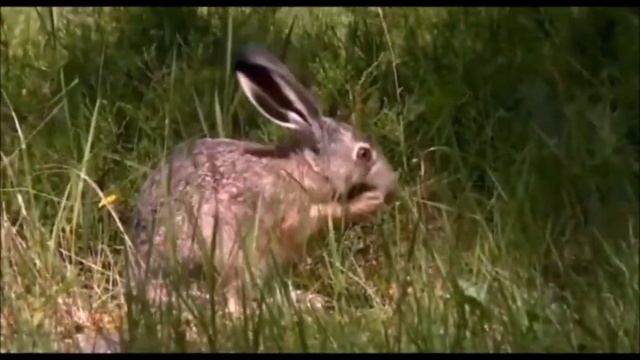 Дикие животные тайги России, видео, звуки и голоса Часть 1 Развивающее видео для детей смотреть онлайн