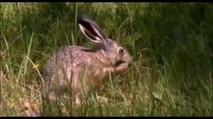 Дикие животные тайги России, видео, звуки и голоса Часть 1 Развивающее видео для детей