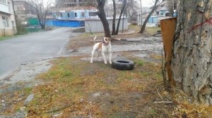 Американский бульдог реакция на раздражителя/ собака компаньон/ американский бульдог характер